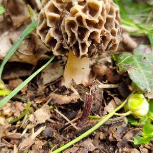 Yellow Morel