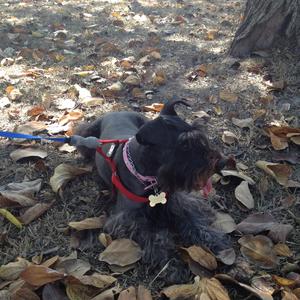 Miniature Schnauzer