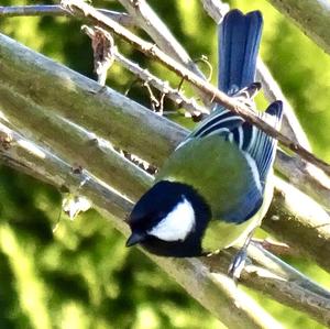 Great Tit