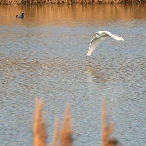 Great Egret