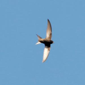 Common Swift