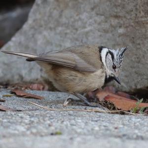 Crested Tit