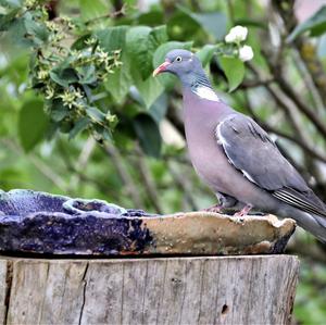 Common Wood-pigeon