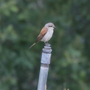 Red-backed Shrike