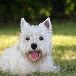 West Highland White Terrier