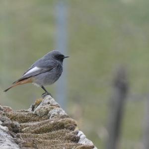 Black Redstart