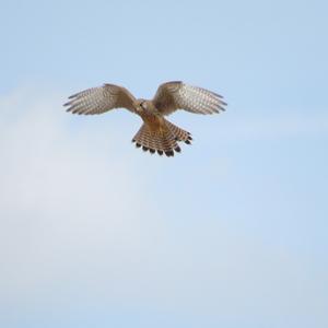 Common Kestrel