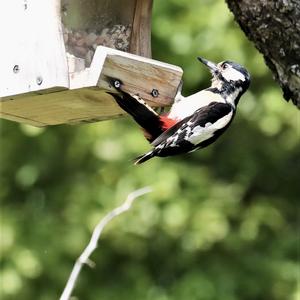 Great Spotted Woodpecker