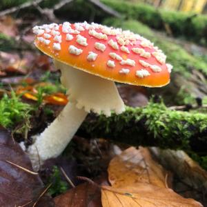 Fly Agaric