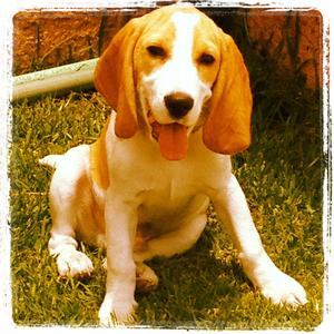 Beagle