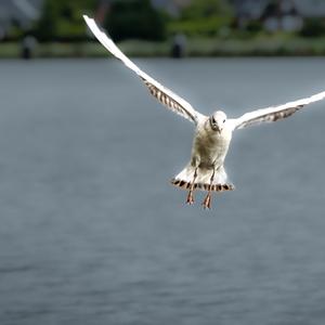 Herring Gull