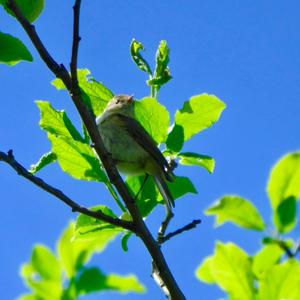 Common Chiffchaff