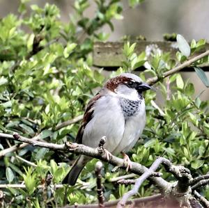 House Sparrow