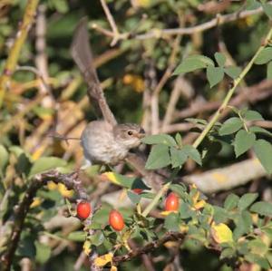 Spotted Flycatcher