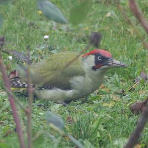 Eurasian Green Woodpecker