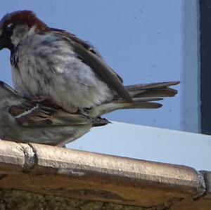 House Sparrow