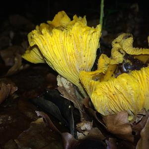 Chanterelle, Common