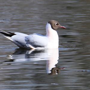 Black-headed Gull