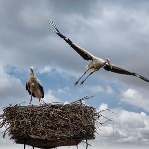 White Stork