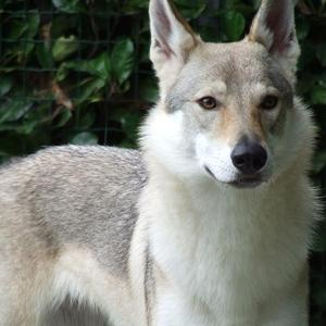 Unknown Breed