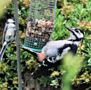 Great Spotted Woodpecker