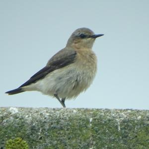 Northern Wheatear