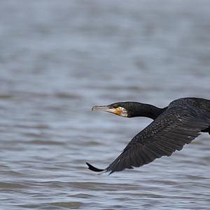 Great Cormorant