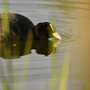 Common Coot