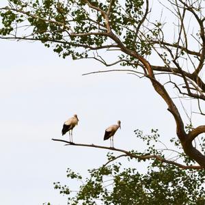 White Stork