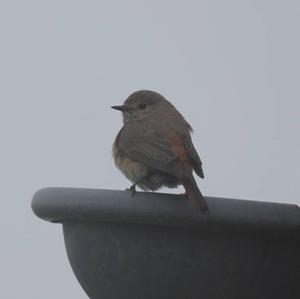 Common Redstart