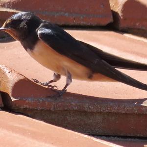 Barn Swallow