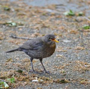 Fieldfare