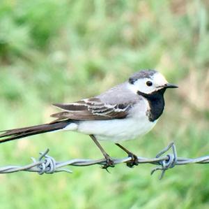 White Wagtail