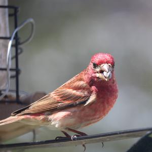 Purple Finch