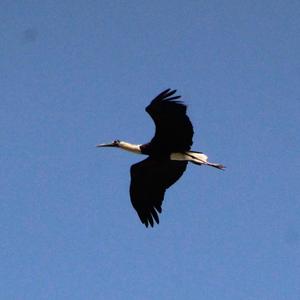 Woolly-necked Stork