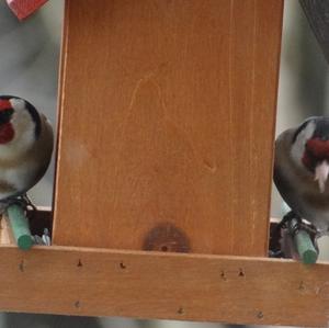 European Goldfinch