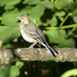 White Wagtail