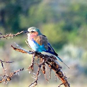 Lilac-breasted Roller