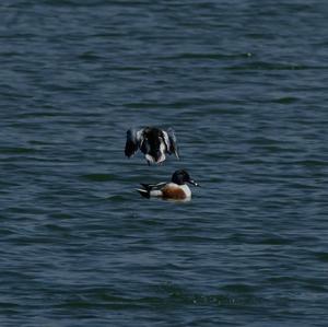 Northern Shoveler