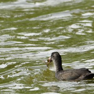 Common Coot