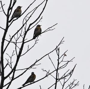 Fieldfare