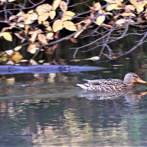 Mallard