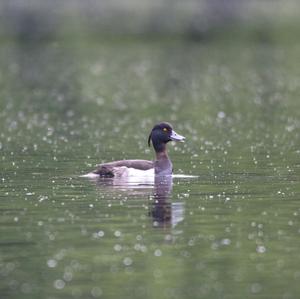 Tufted Duck