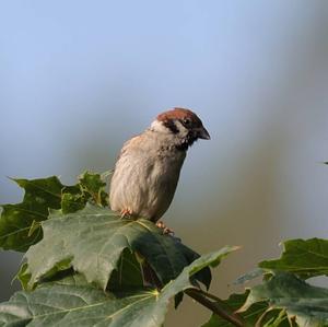 Eurasian Tree Sparrow