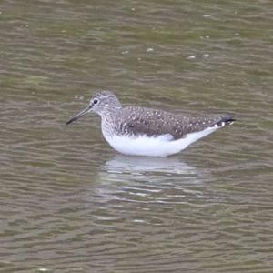 Green Sandpiper