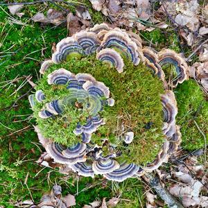 Turkey-tail