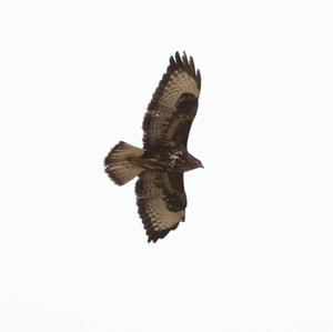 Common Buzzard