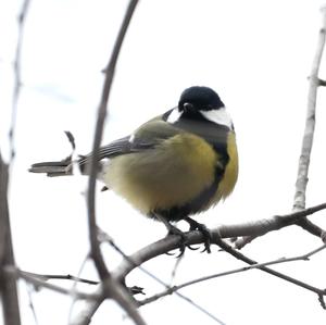 Great Tit