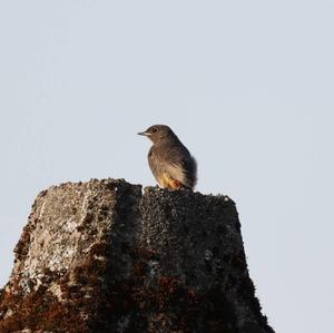 Black Redstart