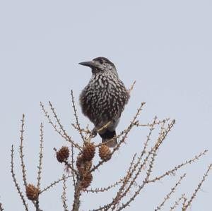 Spotted Nutcracker